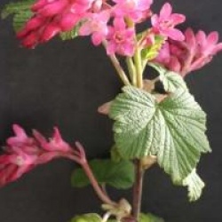 Ribes sanguineum 'Pulborough Scarlet'