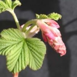 Ribes sanguineum 'Pulborough Scarlet'