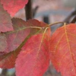 Amelanchier lamarckii