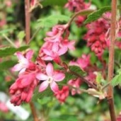 Ribes sanguineum 'Red Bross'