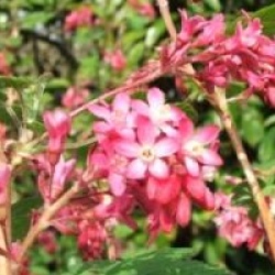 Ribes sanguineum 'Red Bross'