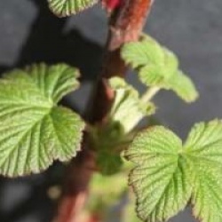 Ribes sanguineum 'Red Bross'