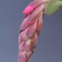 Ribes sanguineum 'Red Bross'