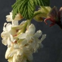 Ribes sanguineum White Icicle 'Ubric' - Groseiller � fleurs blanches