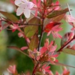 Abelia x grandiflora