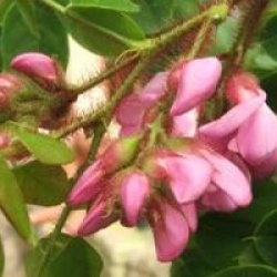 Robinia hispida 'Rosea'