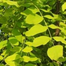Robinia pseudoacacia 'Frisia'