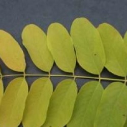 Robinia pseudoacacia 'Frisia'