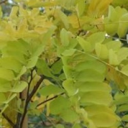 Robinia pseudoacacia 'Frisia'