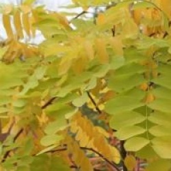 Robinia pseudoacacia 'Frisia'