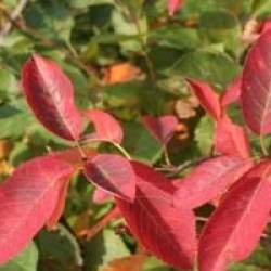 Amelanchier lamarckii