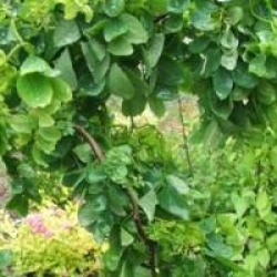 Robinia pseudoacacia 'Twisty Baby' - Acacia tortueux