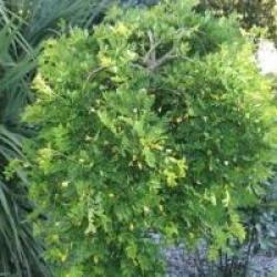 Robinia pseudoacacia 'Twisty Baby'