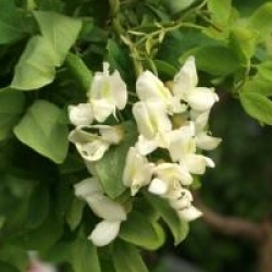 Robinia pseudoacacia 'Twisty Baby'