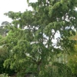 Robinia pseudoacacia 'Twisty Baby'