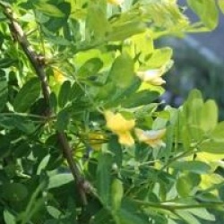 Robinia pseudoacacia 'Twisty Baby'