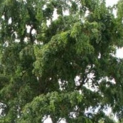 Robinia pseudoacacia 'Twisty Baby'