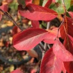 Amelanchier lamarckii - Am�lanchier lamarckii