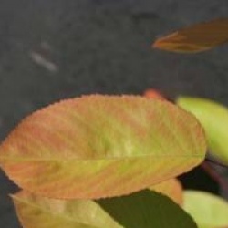 Amelanchier lamarckii