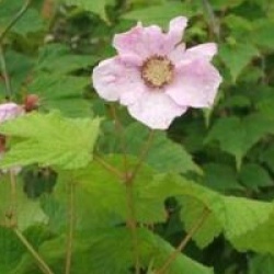 Rubus odoratus 