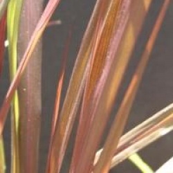 Saccharum ravennae  - Canne de Ravenne