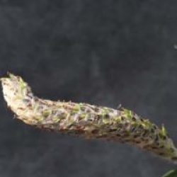 Salix alba 'Liempde' - Saule argent�