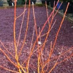 Salix alba var. vitellina 'Chermesina'