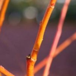 Salix alba var. vitellina 'Chermesina'