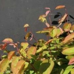 Amelanchier lamarckii