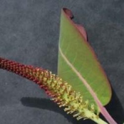 Salix magnifica  - Saule magnifique