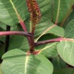 Salix magnifica 