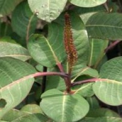 Salix magnifica 