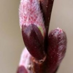 Salix udensis 'Sekka'