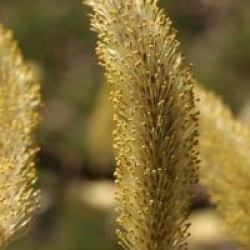 Salix udensis 'Sekka'