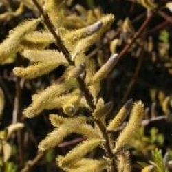 Salix udensis 'Sekka'