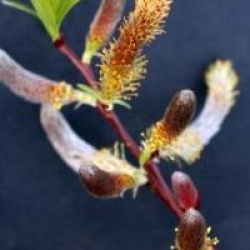 Salix udensis 'Sekka'