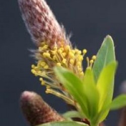 Salix udensis 'Sekka'