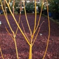 Salix viminalis - Saule osier