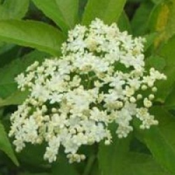 Sambucus nigra 'Aurea' - Sureau � feuilles dor�es