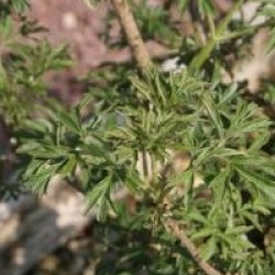 Sambucus nigra f. laciniata