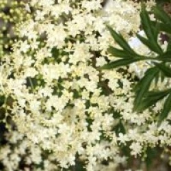 Sambucus nigra f. laciniata