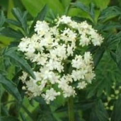 Sambucus nigra f. laciniata