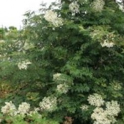 Sambucus nigra f. laciniata