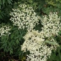 Sambucus nigra f. laciniata