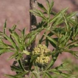 Sambucus nigra f. laciniata