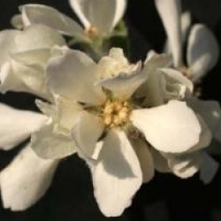 Amelanchier rotundifolia 'Edelweisss'