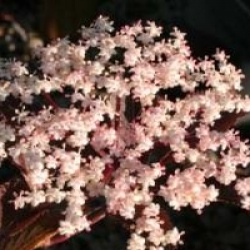 Sambucus nigra porphyrophylla 'Guincho Purple'
