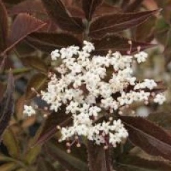 Sambucus nigra porphyrophylla 'Guincho Purple'