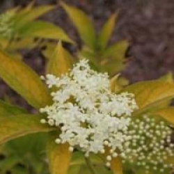 Sambucus nigra 'Aureomarginata'
