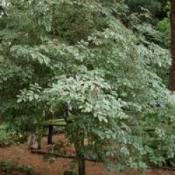 Sambucus nigra 'Aureomarginata'